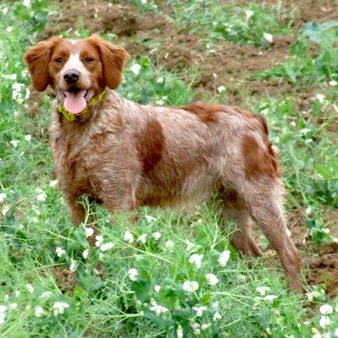 Gaetan du domaine sainte anne