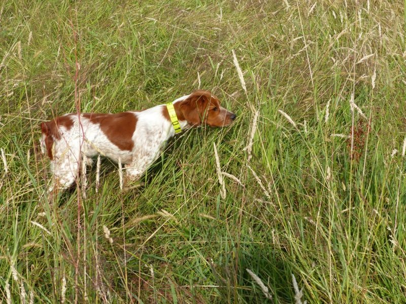 Jacou Du bois d'antalexia