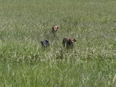 Entrainement des chioen