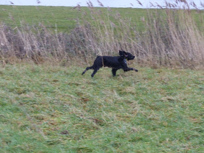 Des chiots,chiennes, chiens disponibles et à naitre.